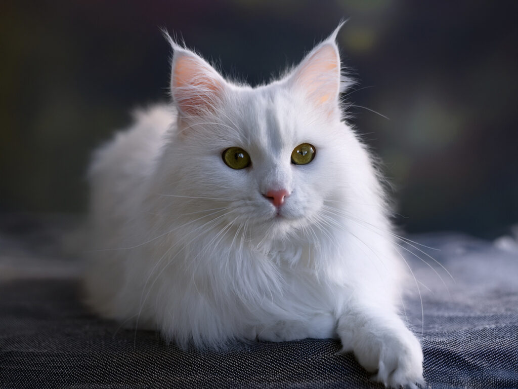 白い猫