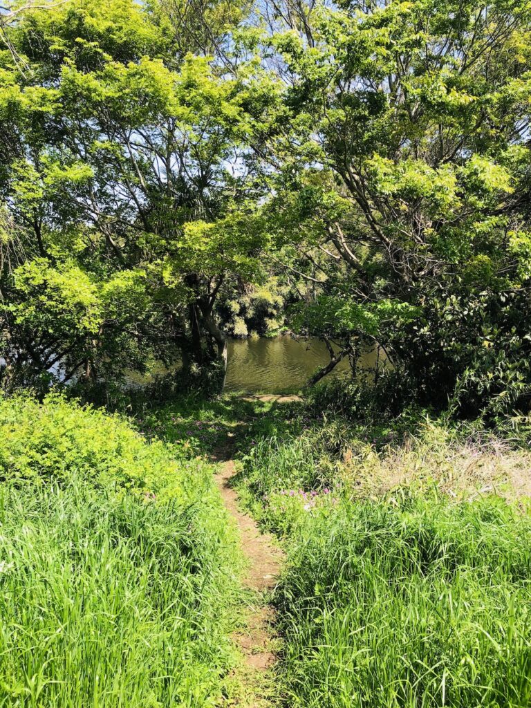 花見川サイクリングロード