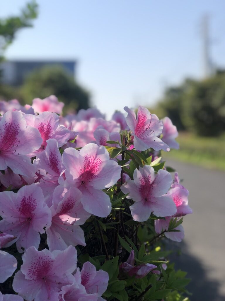 花見川サイクリングロード