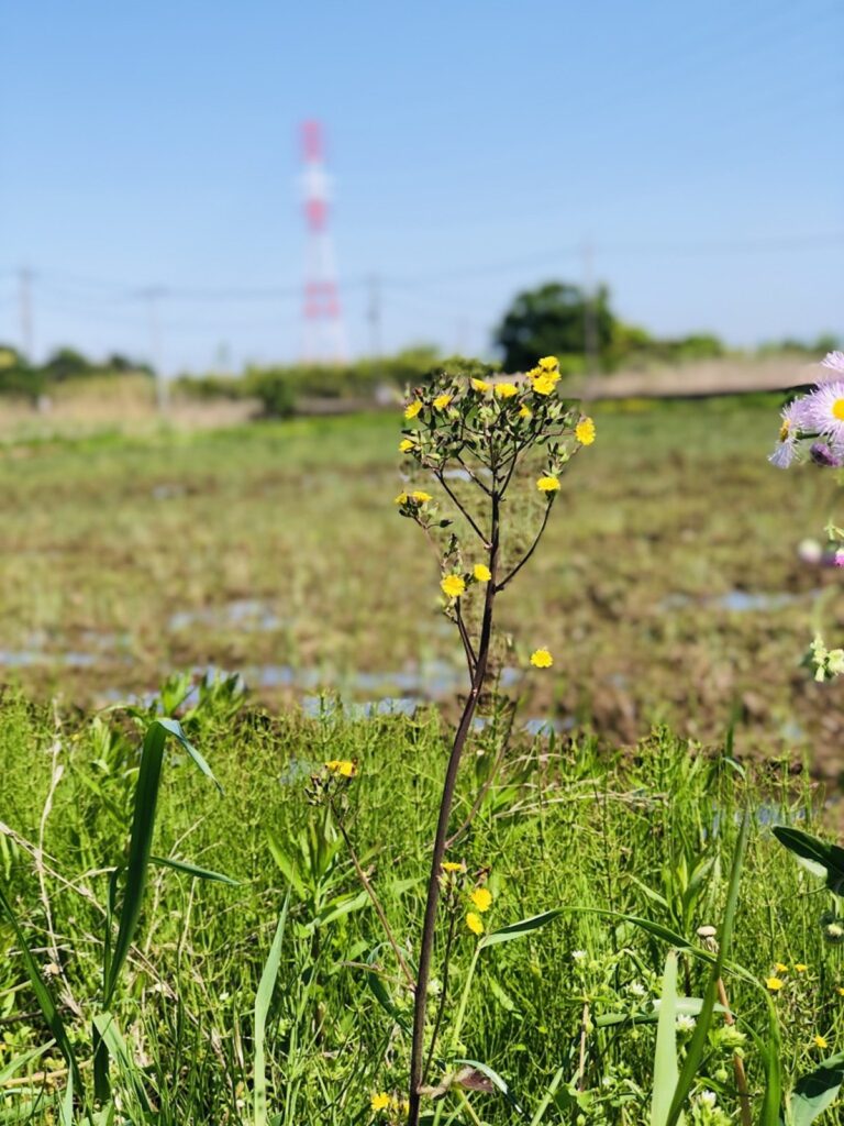 新川サイクリングロード