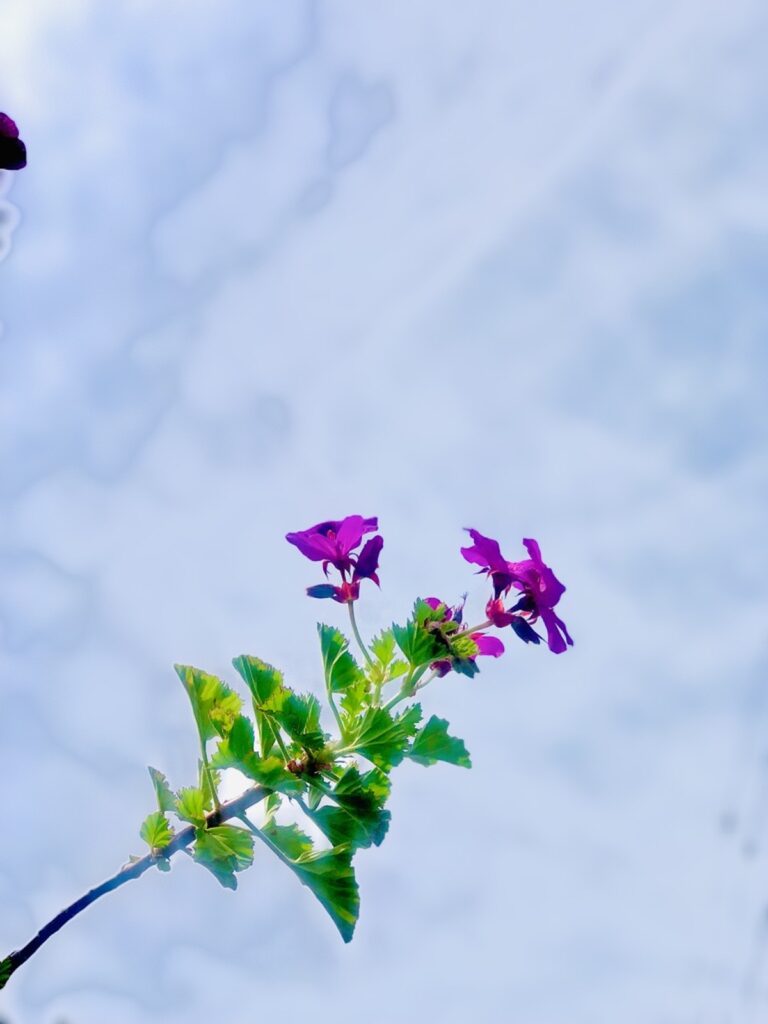 母の日さんぽ