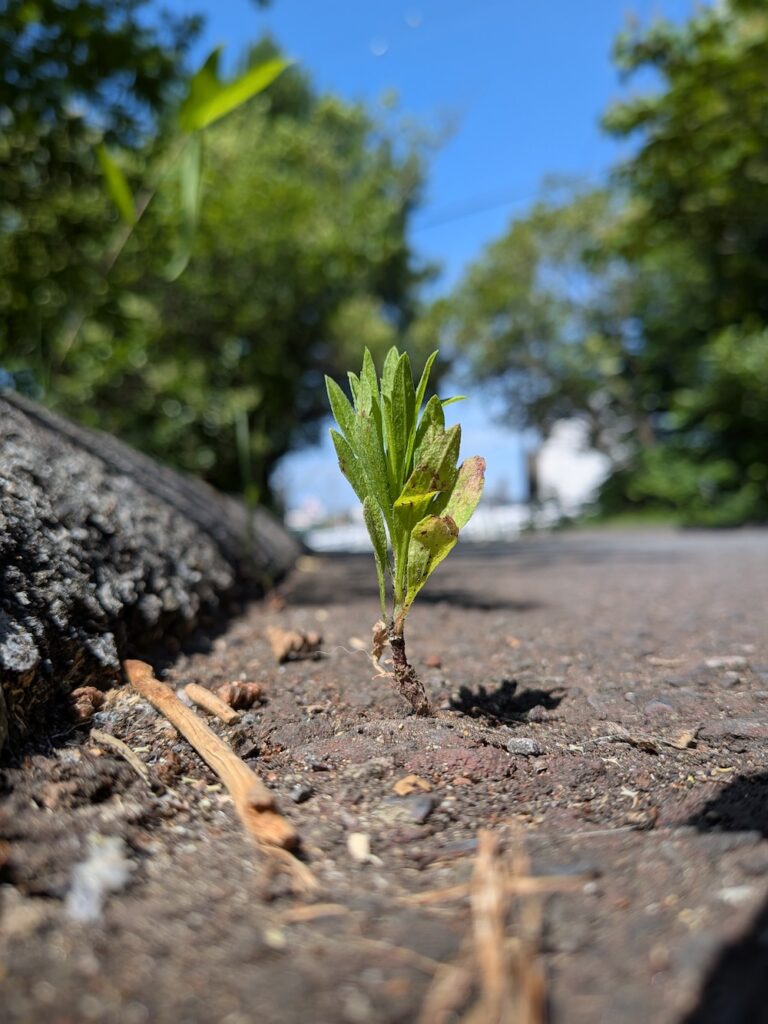 アスファルトの切れ目から力強く生える草