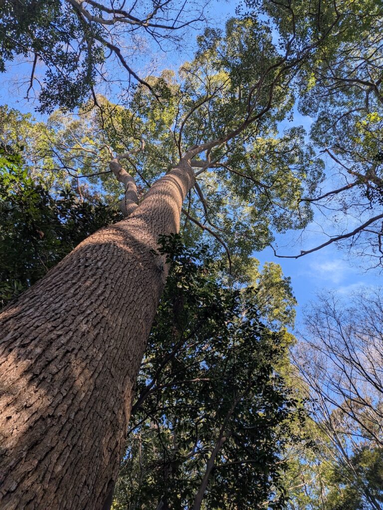 空に向かってまっすぐ伸びる木