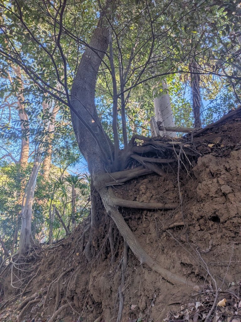 不安定な地面に根を張り、逞しく生きる樹木