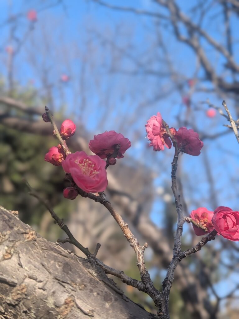 1月中旬。咲き始めの梅ズームアップ。