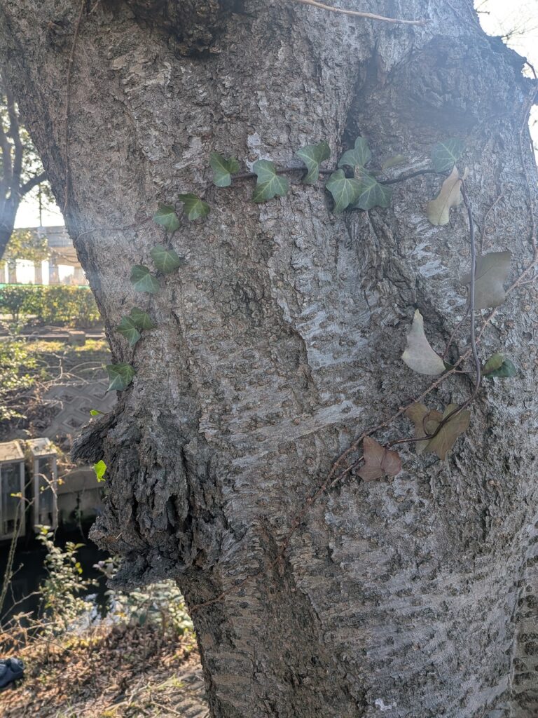 木の幹に巻き付く蔓