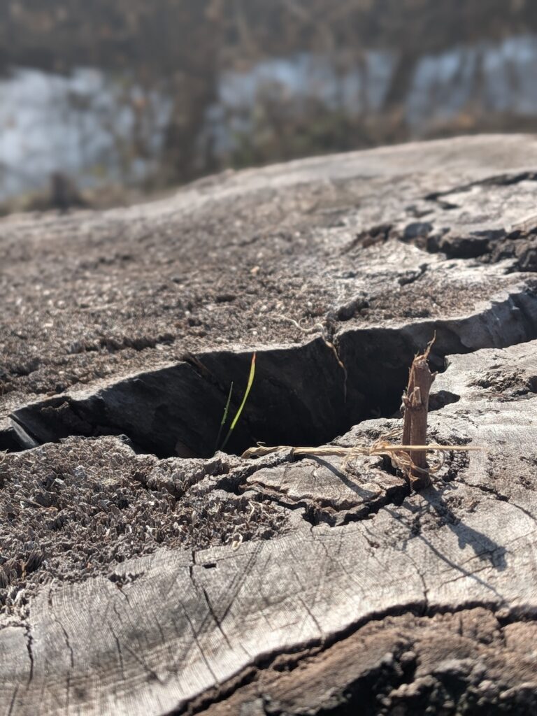 切り株から生える新芽