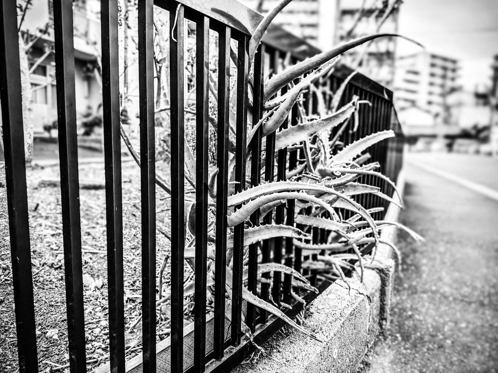 柵からはみ出すアロエ