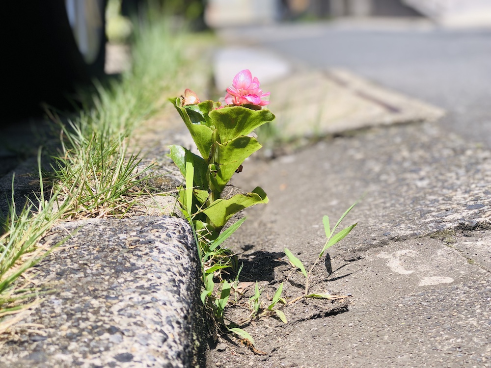アスファルトの割れ目でも咲く花