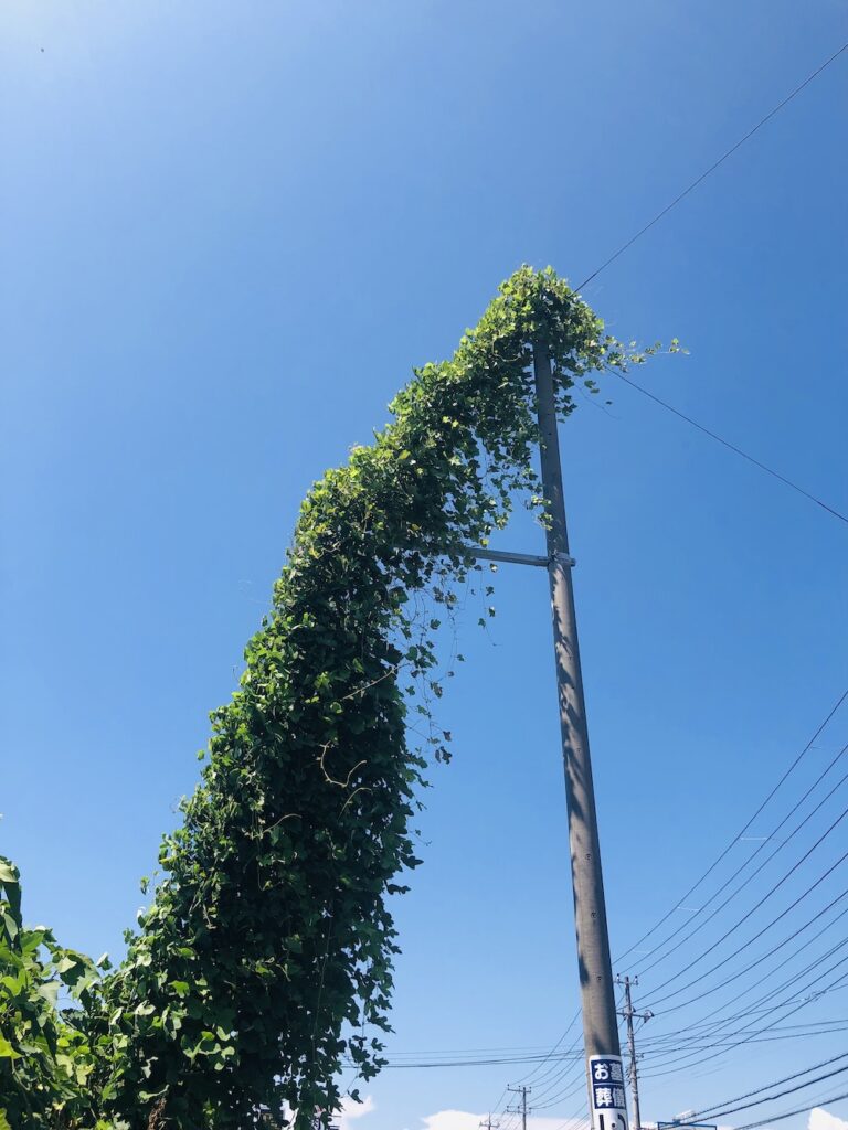 まるで怪獣のような電線に絡まり伸びる植物