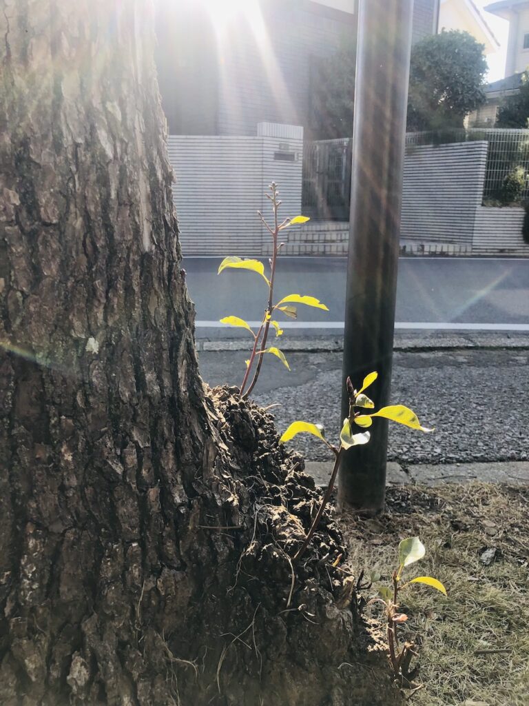 木の幹から生える新たな息吹き