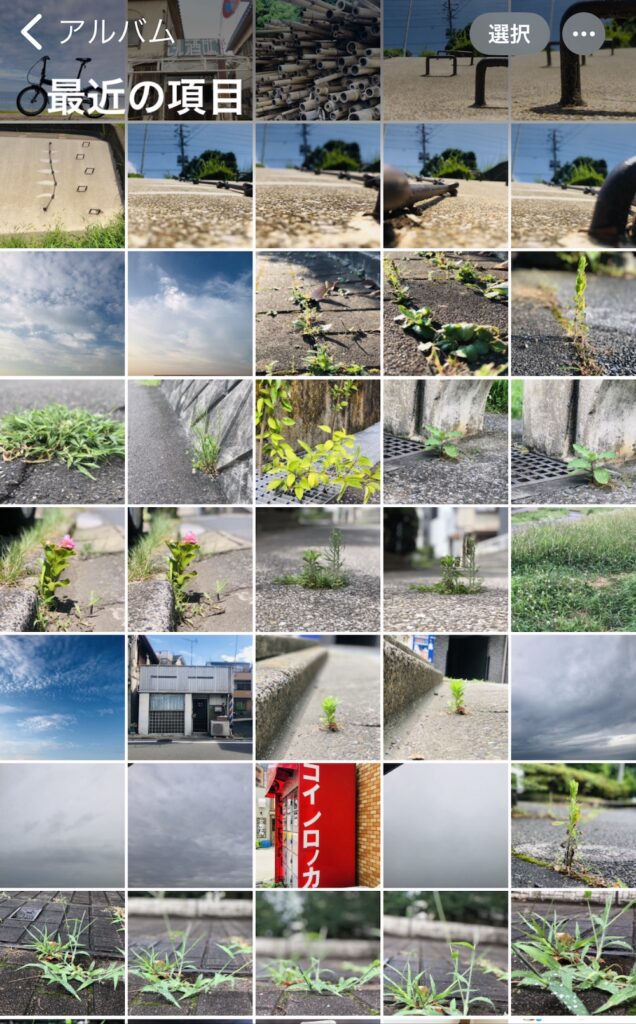 草ばかりが映るスマホのカメラロール