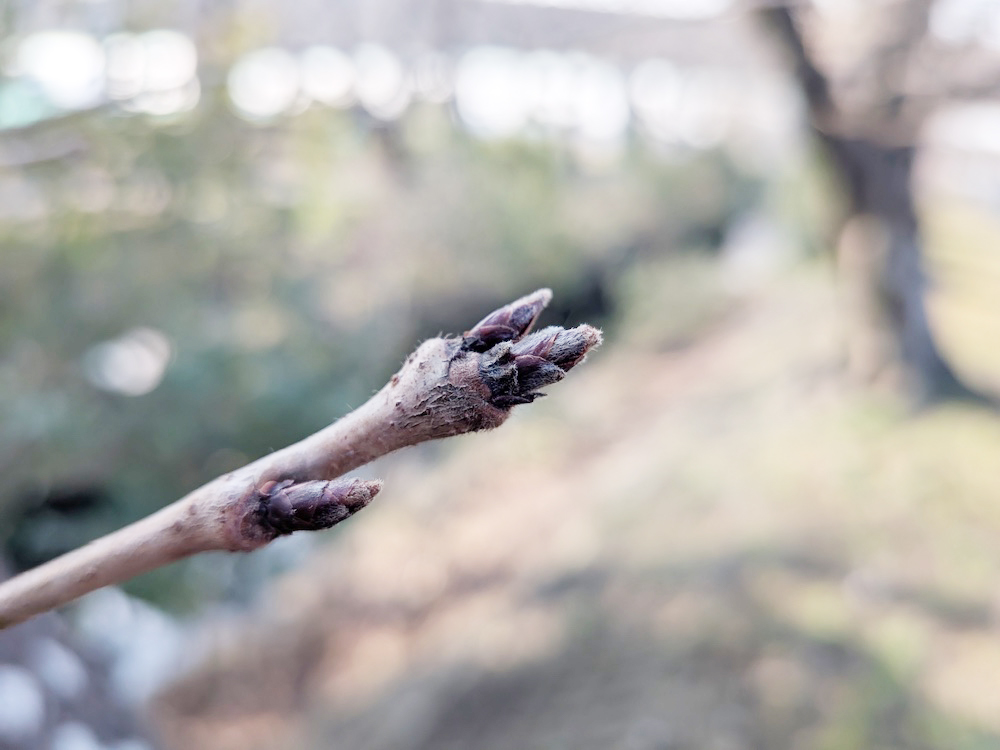 ソミヨシノの蕾