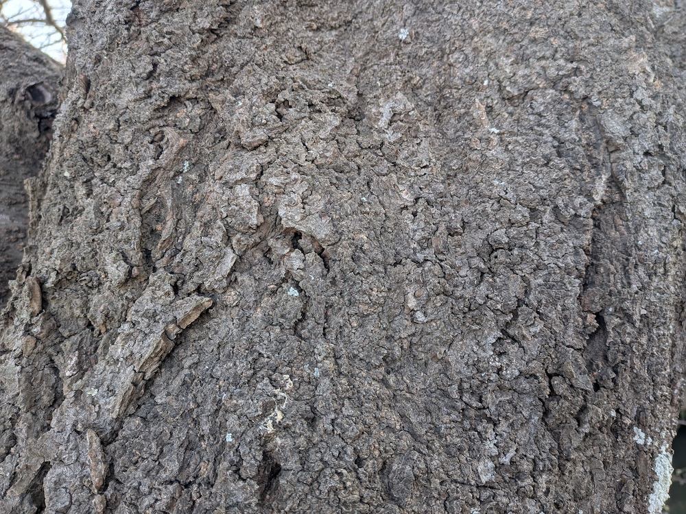 ソメイヨシノの幹