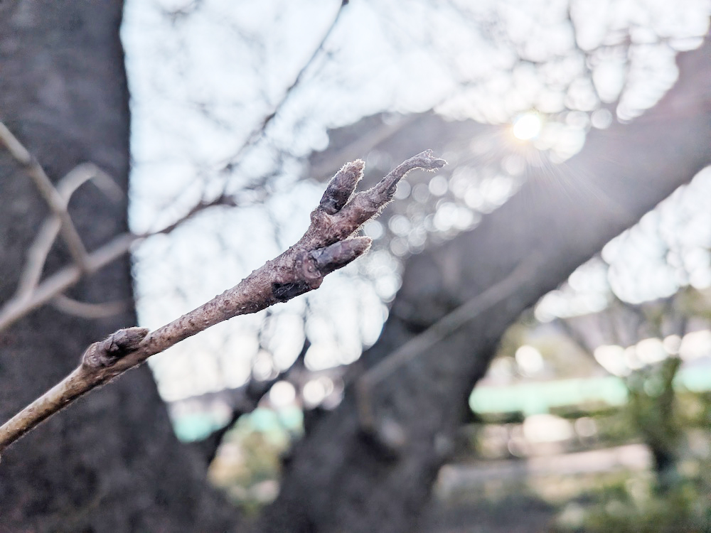 ソメイヨシノの蕾