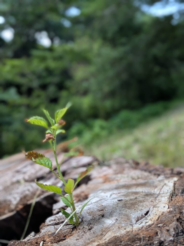 切り株から生える新芽