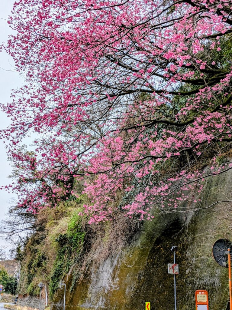 河津桜