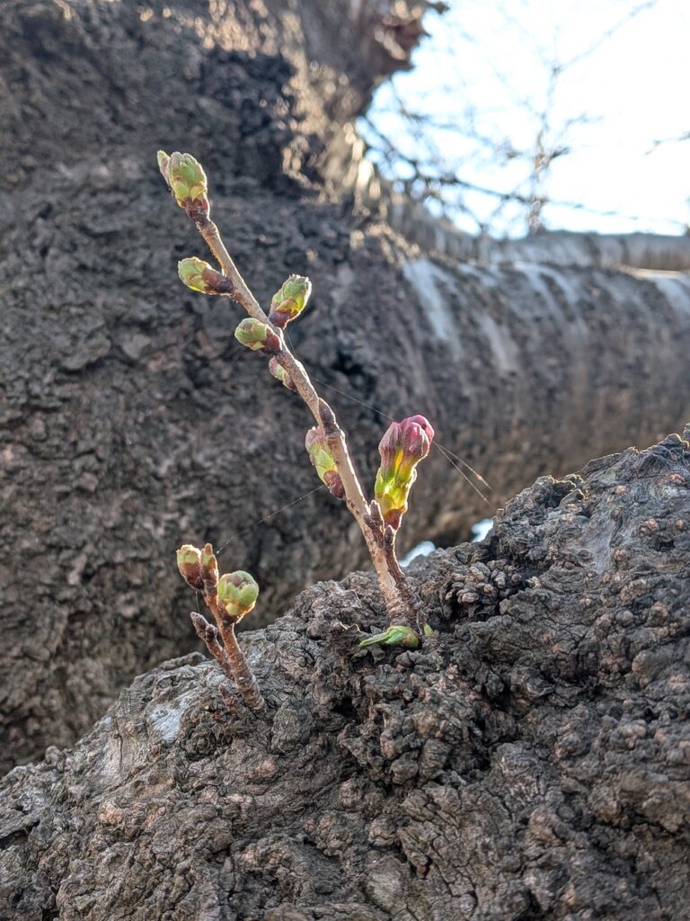 ソメイヨシノの蕾