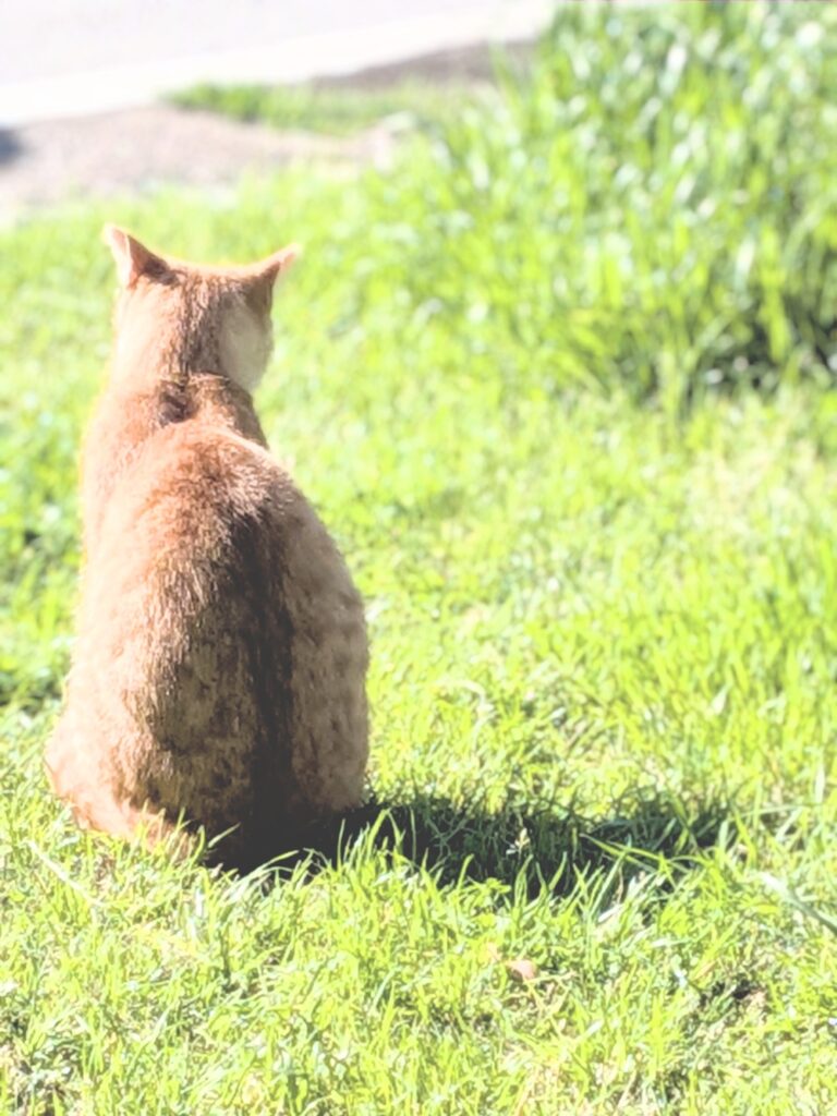 公園で日向ぼっこしている猫の後ろ姿