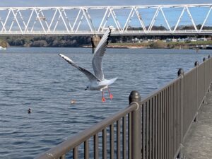 江戸川サイクリングロード