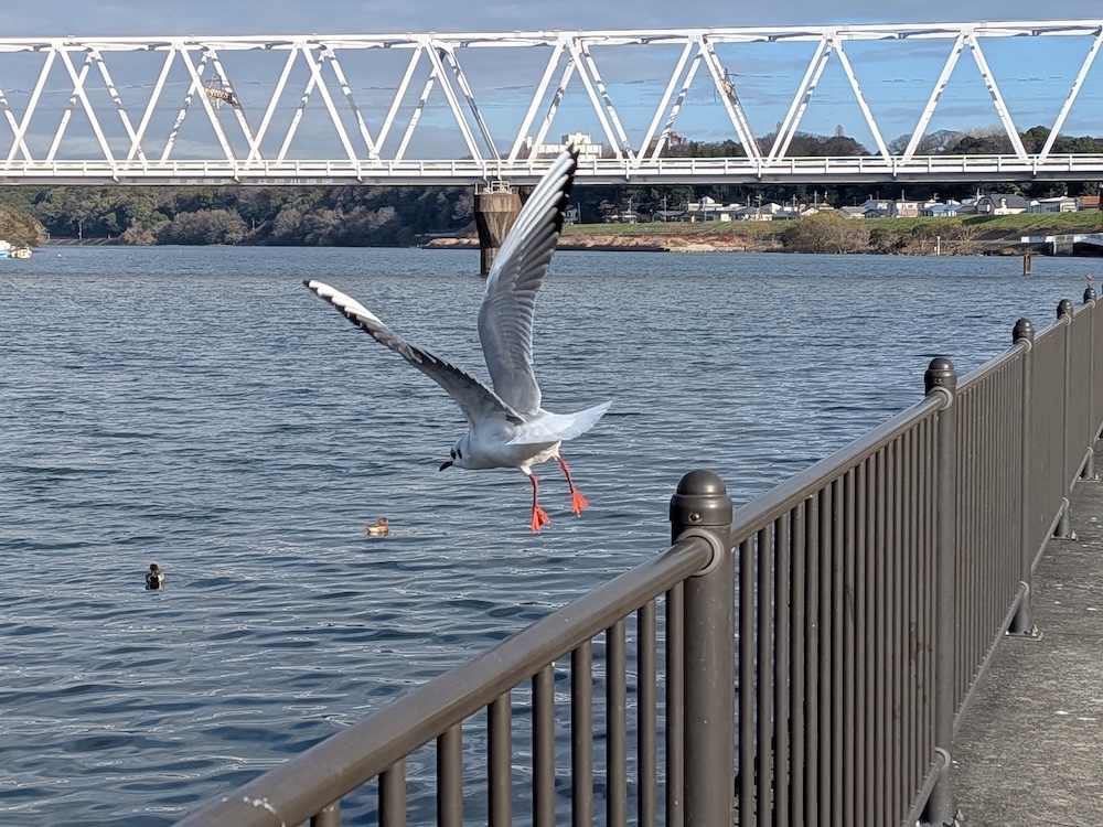 欄干から川に向かって飛び立つ鳥