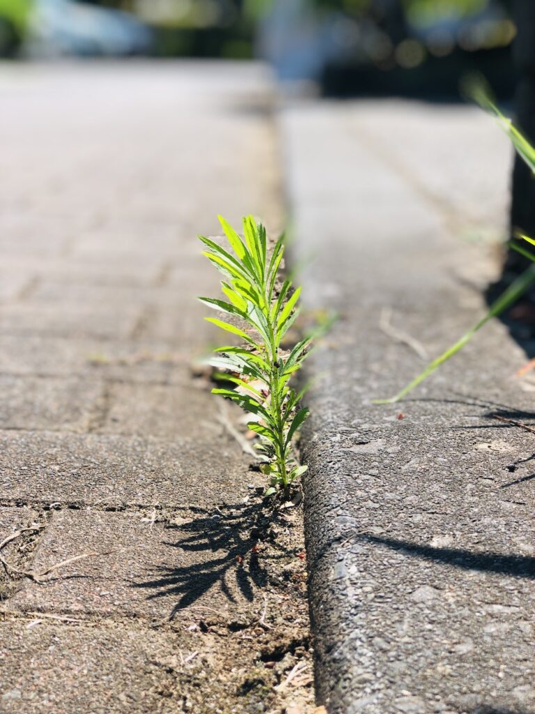 アスファルトの間から生える若葉に生きる力をもらう
