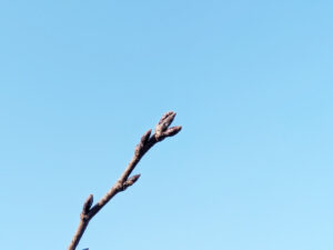 ソメイヨシノの蕾