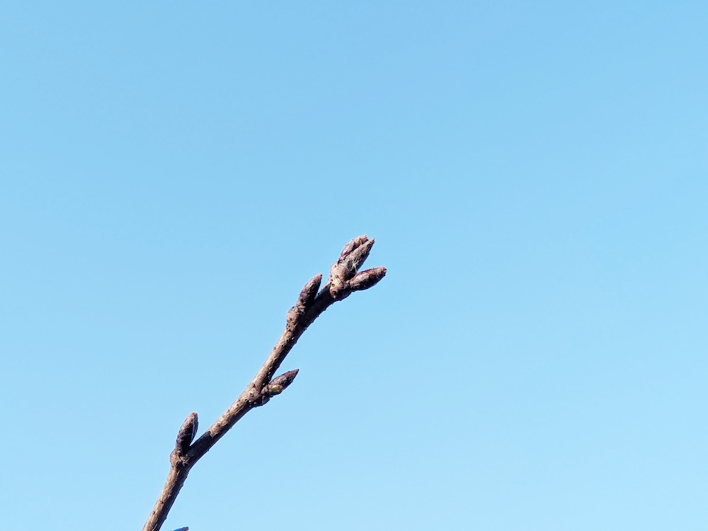 ソメイヨシノの蕾