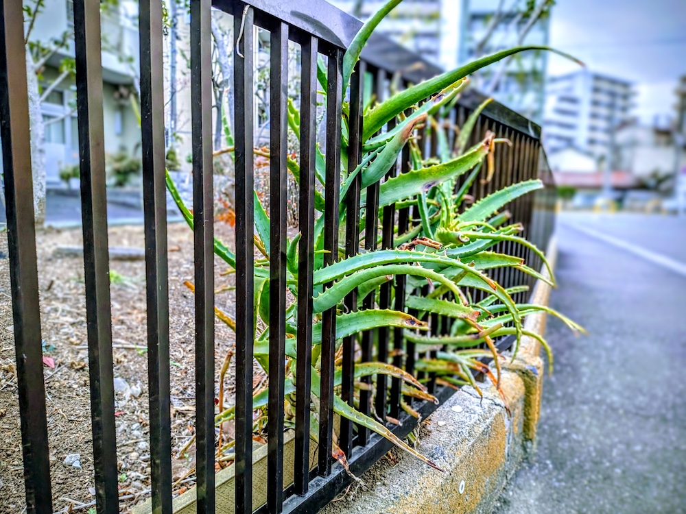 柵からはみ出すアロエ