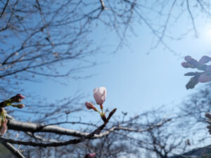 ソメイヨシノが咲き始めた