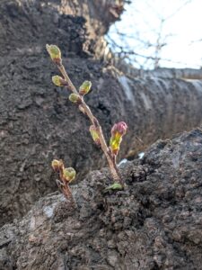 ソメイヨシノの蕾